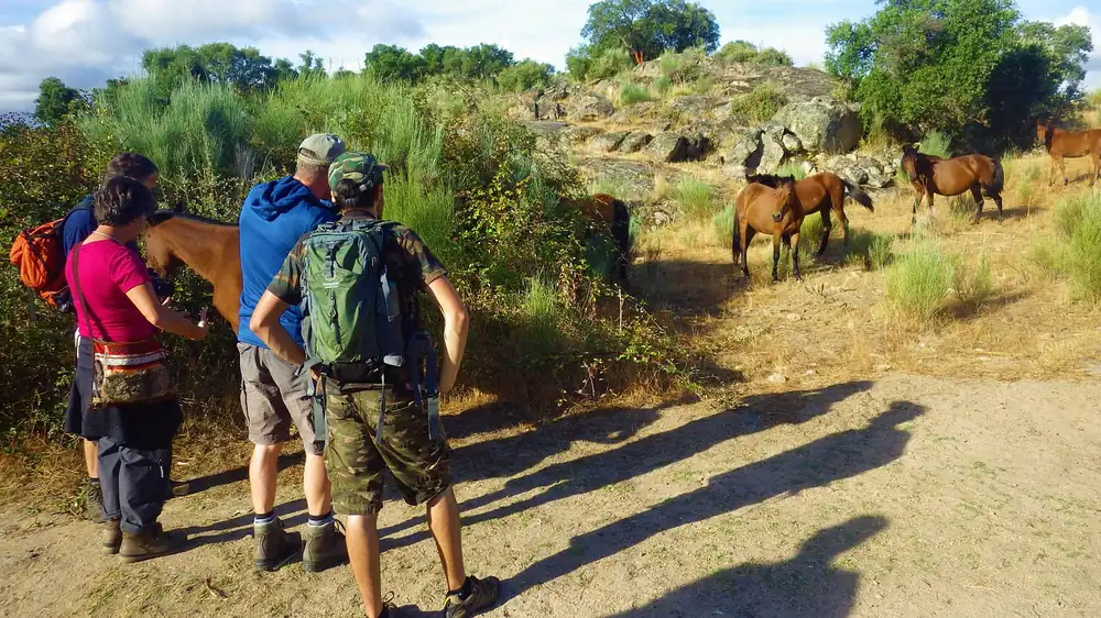 Meeting semi-wild Garrano horses on a walk